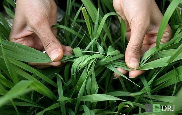حقایقی درباره سیزده بدر